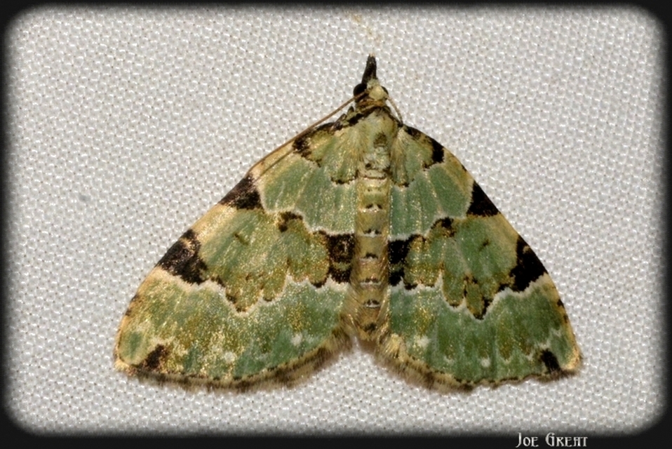 Colostygia pectinataria - zöld levélaraszoló
