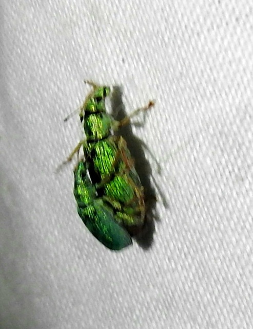 Polydrusus formosus - selymes lombormányos