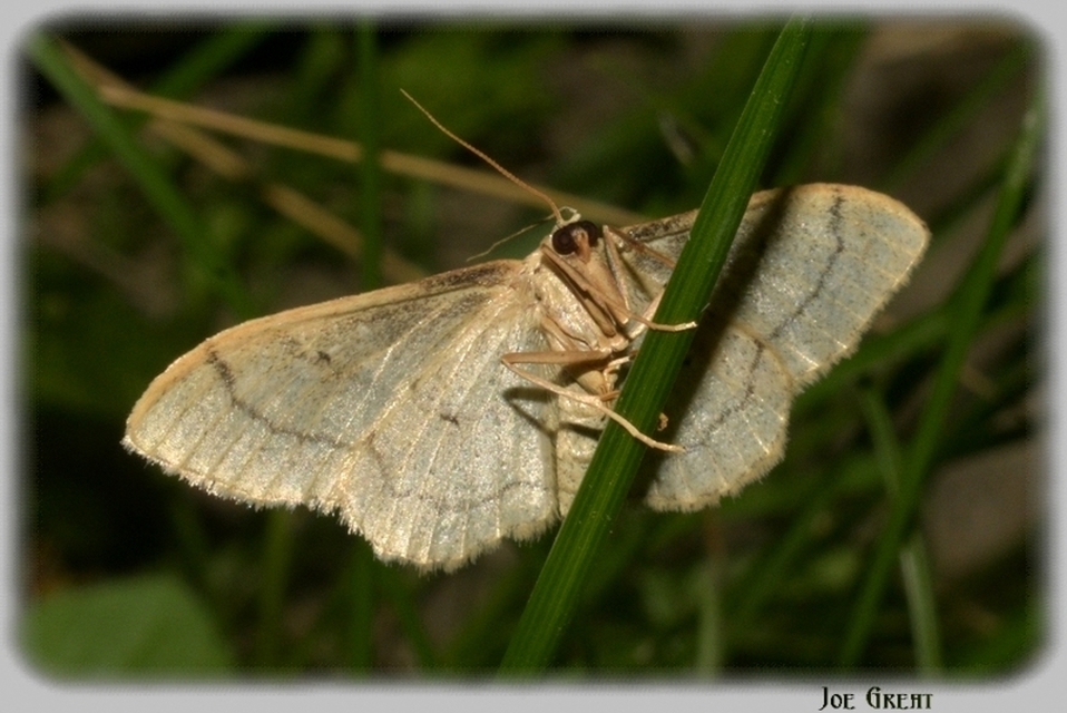 Idaea aversata - nagy sávosaraszoló