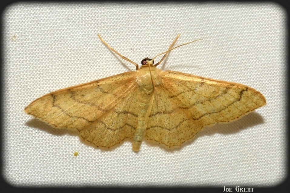 Idaea aversata - nagy sávosaraszoló