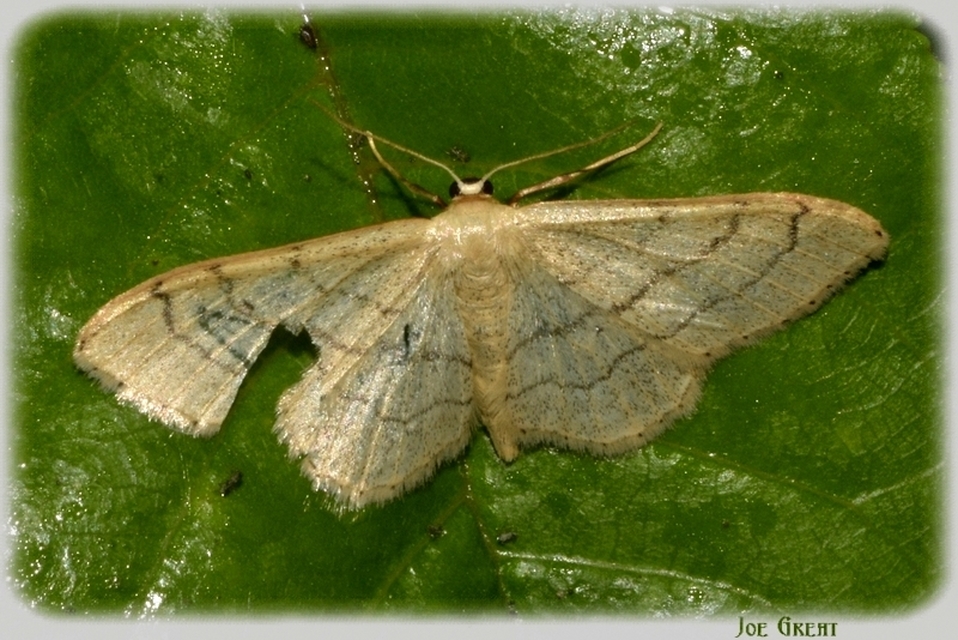 Idaea aversata - nagy sávosaraszoló