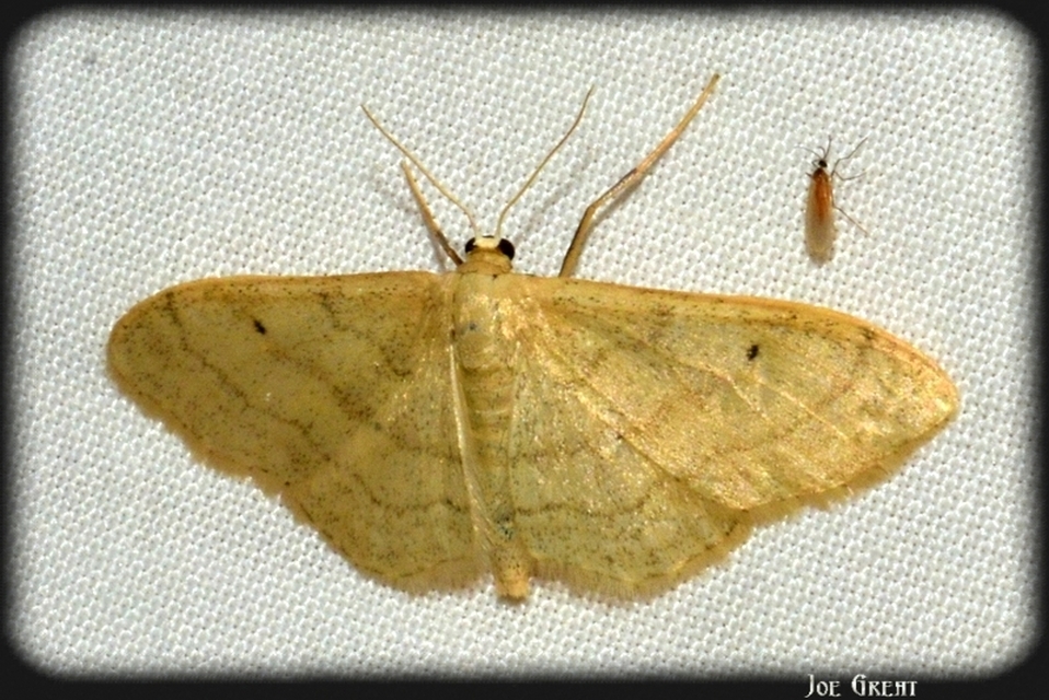 Idaea deversaria - egyszínű sávosaraszoló