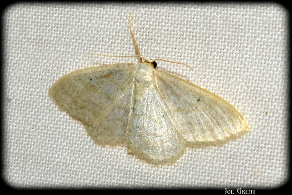 Idaea subsericeata - ötvonalas apróaraszoló