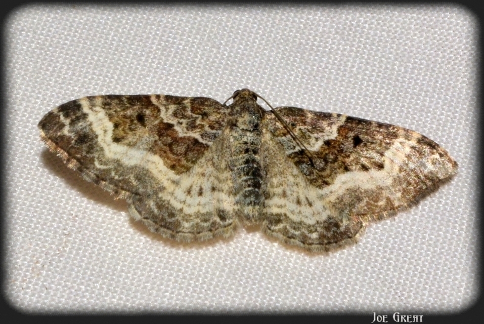 Epirrhoe alternata - galaj-tarkaaraszoló