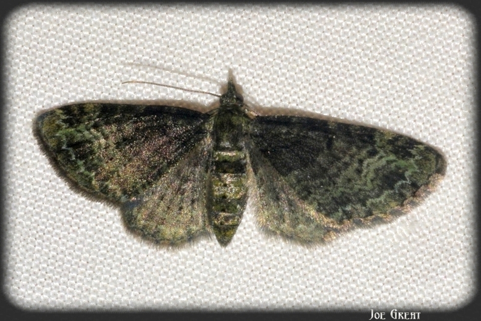 Pasiphila rectangulata - almavirág-araszoló