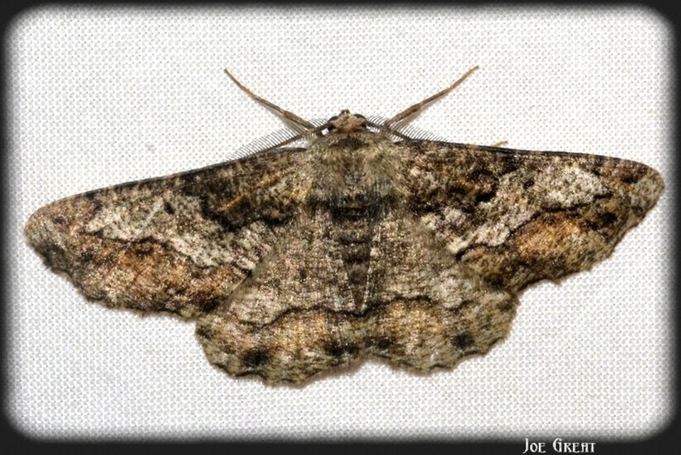 Synopsia sociaria - ürömaraszoló
