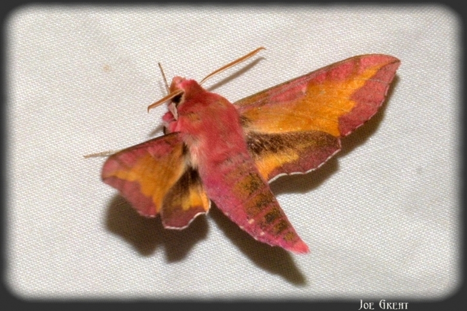 Deilephila porcellus - piros szender