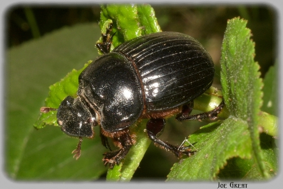 Copris lunaris - közönséges holdszarvú-ganéjtúró