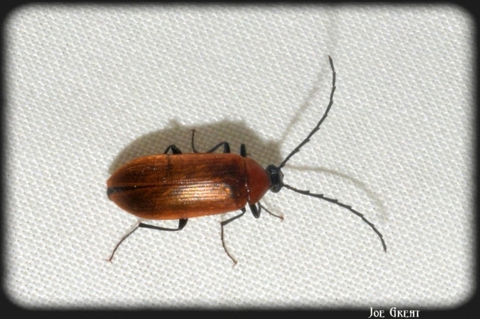 Pseudocistela ceramboides - narancssárga alkonybogár