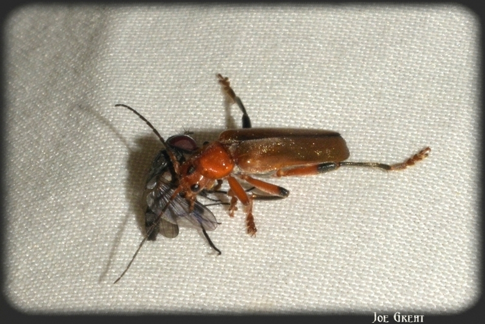 Cantharis livida - mezei lágybogár