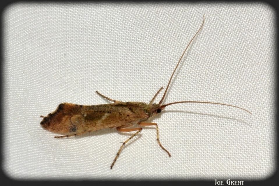 Trichoptera - Tegzesek