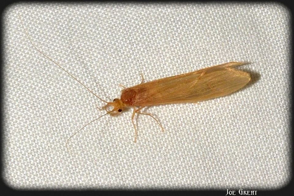 Trichoptera - Tegzesek