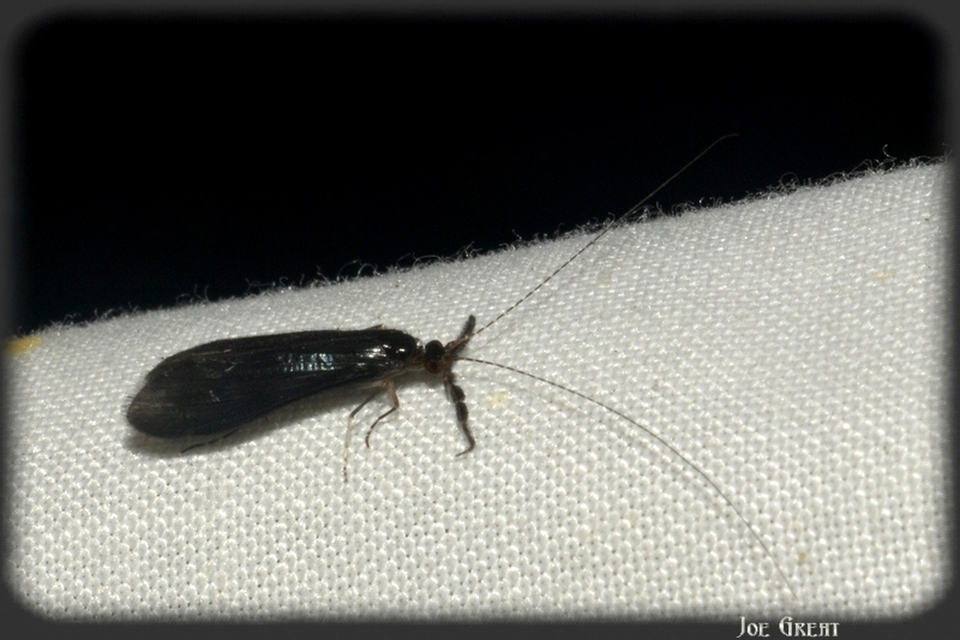 Trichoptera - Tegzesek