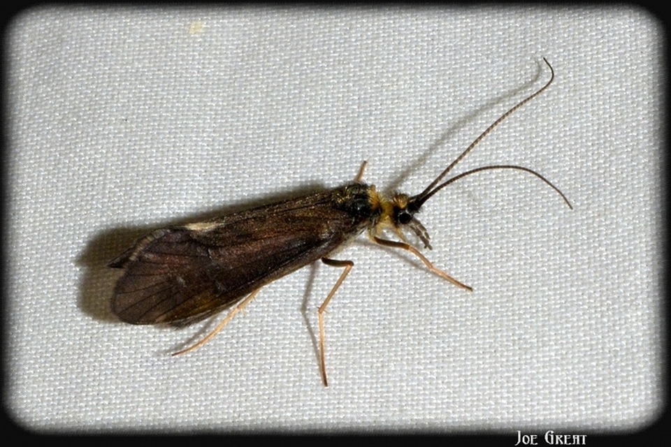 Trichoptera - Tegzesek