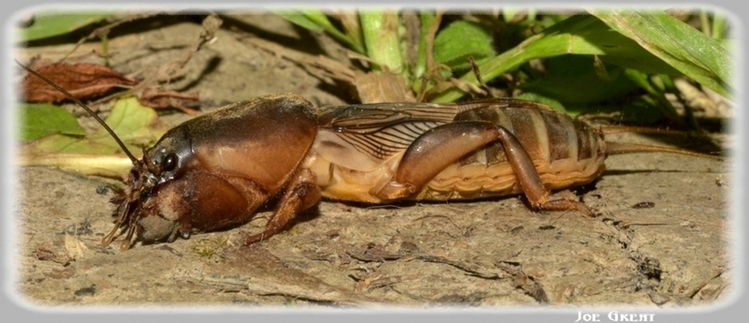 Gryllotalpa gryllotalpa - közönséges lótücsök