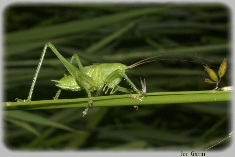 Tettigonia