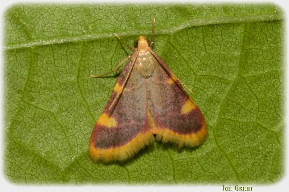 Hypsopygia costalis - szénailonca