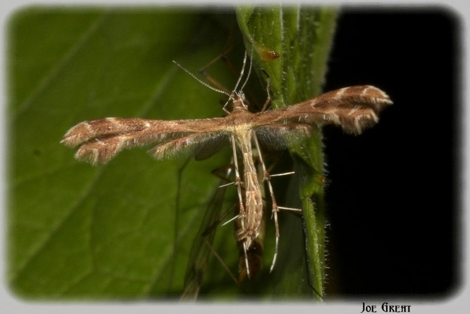 Pterophoridae - tollasmolyfélék