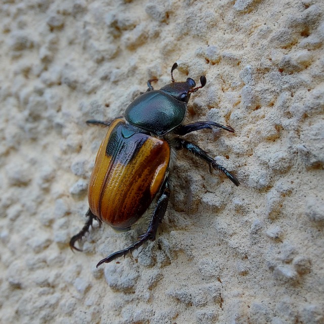 Anisoplia austriaca - osztrák szipoly