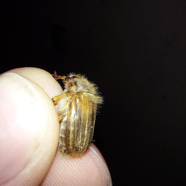 Amphimallon solstitiale - bordás sárgacserebogár