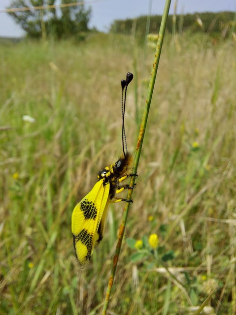 Libelloides macaronius - keleti rablópille