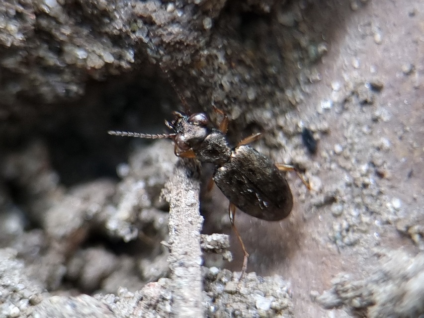 Asaphidion flavipes - közönséges sárfutó