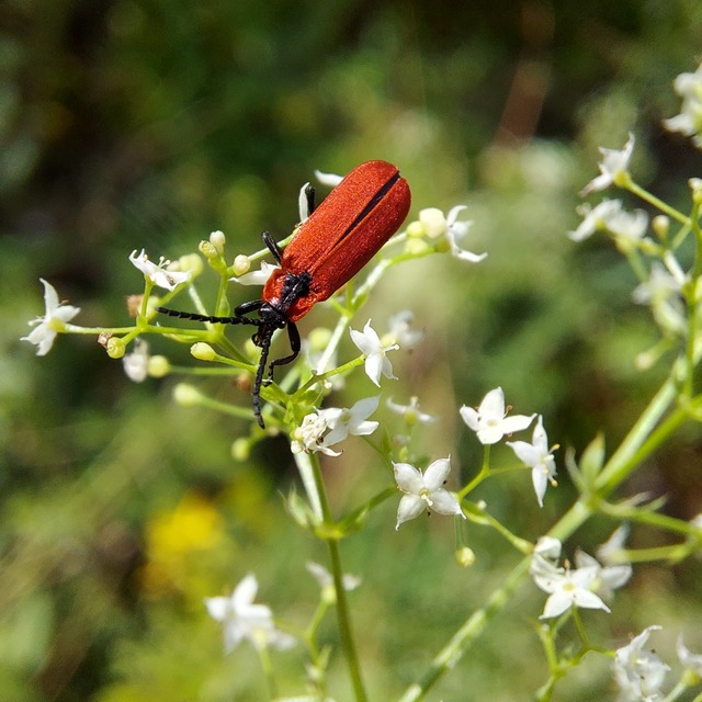 Lygistopterus sanguineus - vérbogár