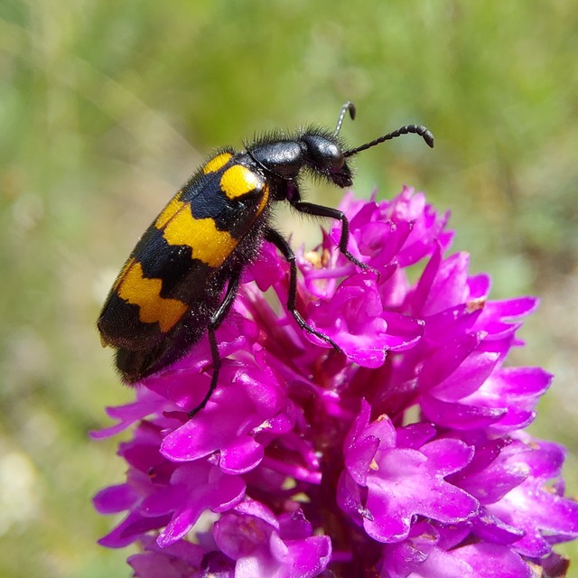 Mylabris variabilis - szalagos hólyaghúzó Mylabris variabilis - szalagos hólyaghúzó