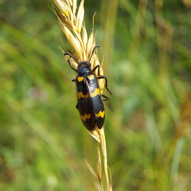 Mylabris variabilis - szalagos hólyaghúzó Mylabris variabilis - szalagos hólyaghúzó