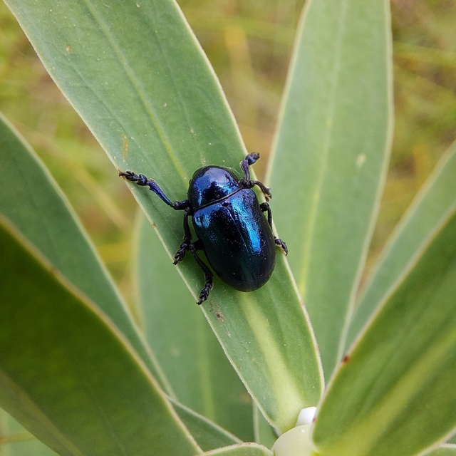 Chrysochus asclepiadeus - tündöklő méreggyiloklevelész