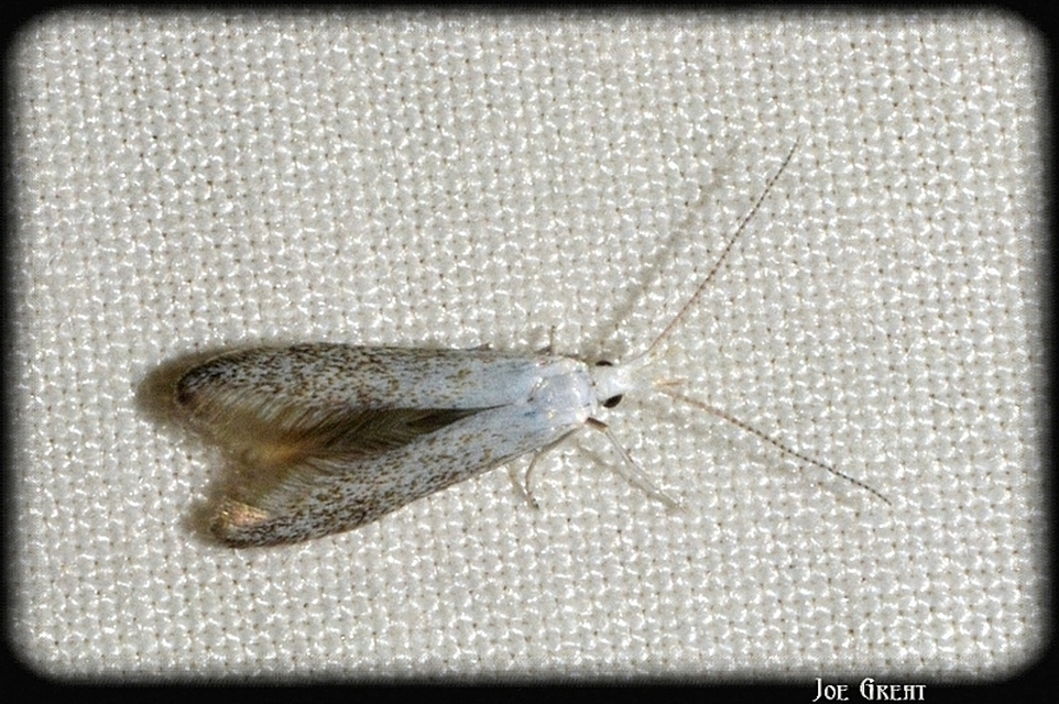Coleophora