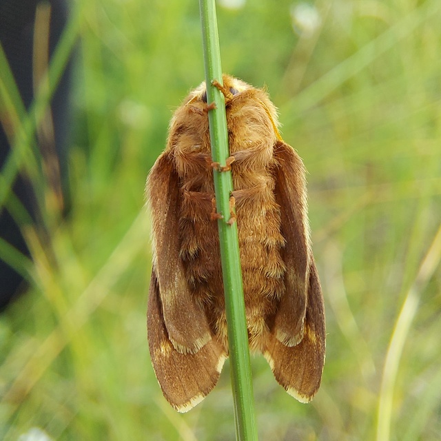 Malacosoma castrensis - kutyatejszövő