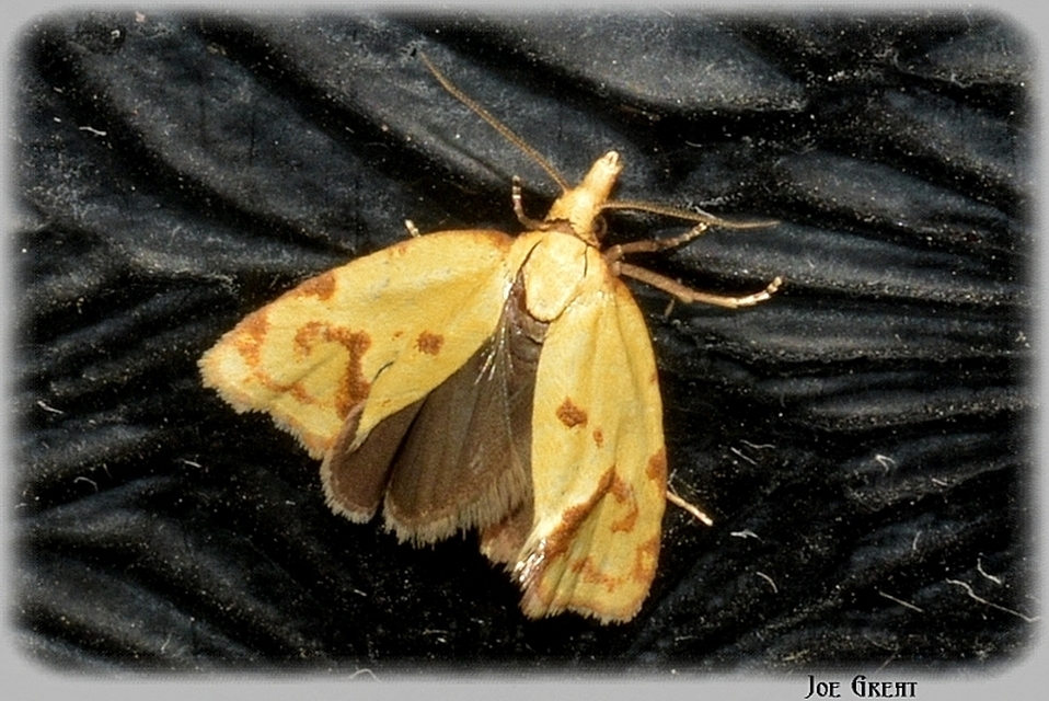 Agapeta hamana - közönséges sárgamoly