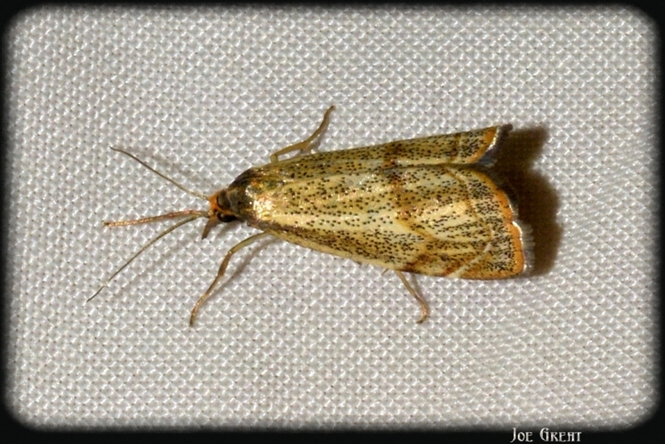 Thisanotia chrysonuchella - tavaszi fűgyökérmoly
