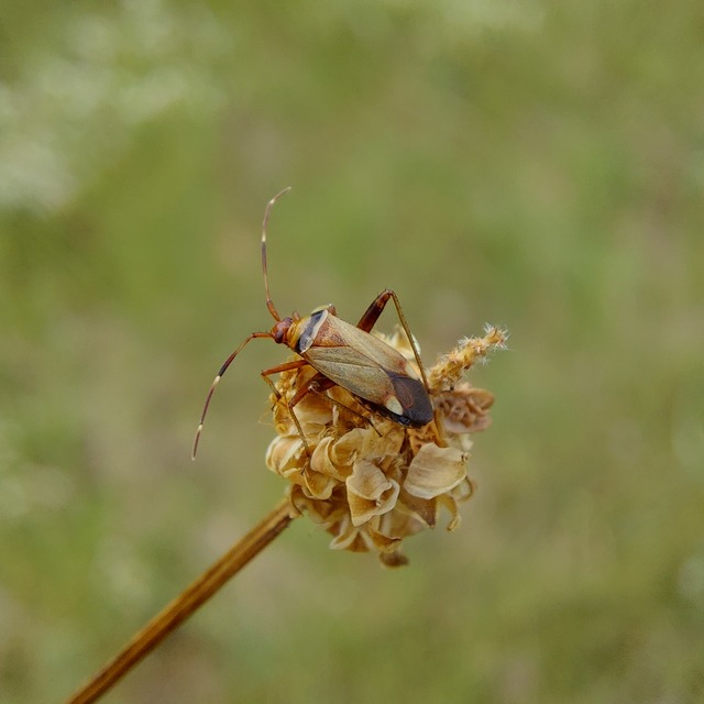 Adelphocoris vandalicus - feketevállú mezeipoloska