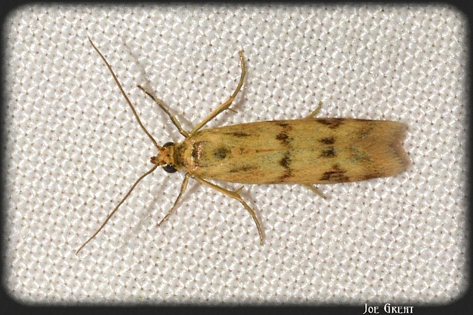 Homoeosoma sinuella - agyagsárga karcsúmoly