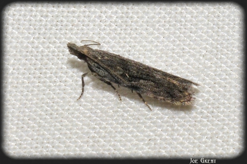 Anarsia