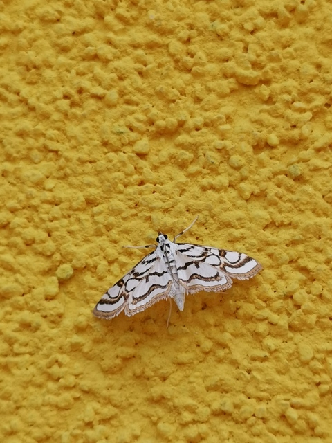 Nymphula nitidulata - díszes vízimoly