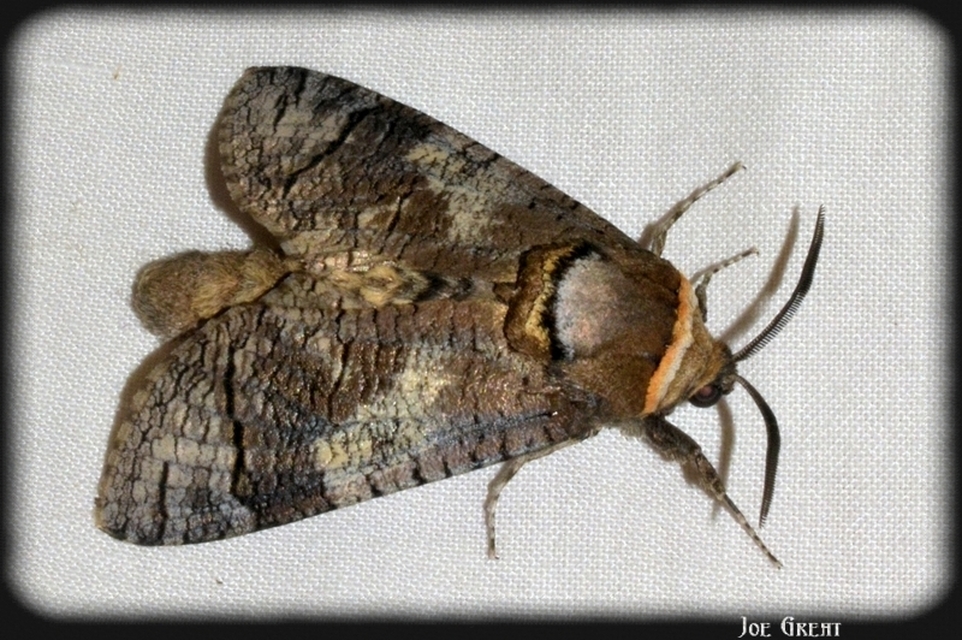 Cossus cossus - fűzfarontólepke