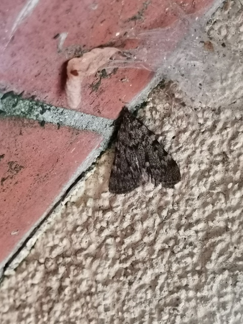 Aglossa pinguinalis - zsiradékmoly