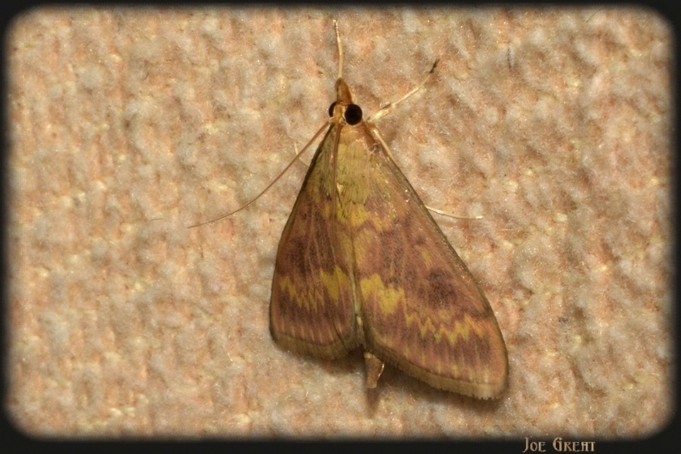 Ostrinia nubilalis - kukoricamoly