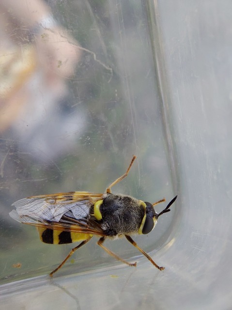 Stratiomys cenisia - szélesfoltú katonalégy