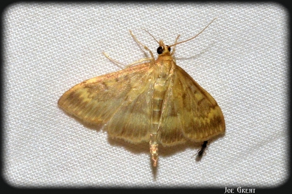 Ostrinia nubilalis - kukoricamoly