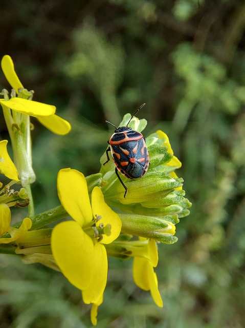 Eurydema fieberi - keresztespoloska