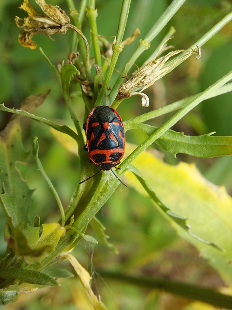 Eurydema fieberi - keresztespoloska