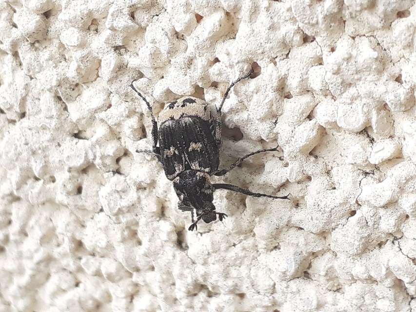 Valgus hemipterus - suta virágbogár