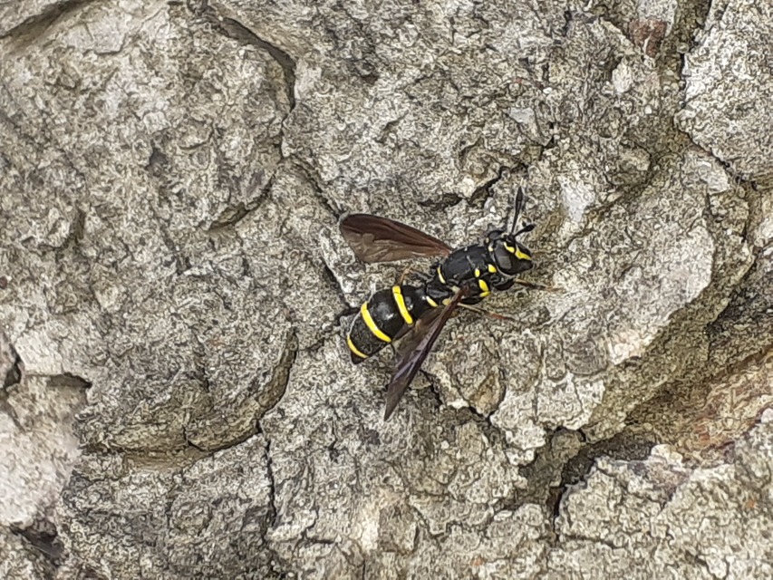 Sphiximorpha subsessilis - galagonya orsócsápúlégy