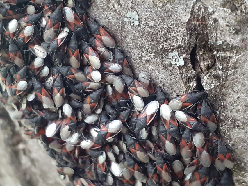 Oxycarenus lavaterae - hársbodobács