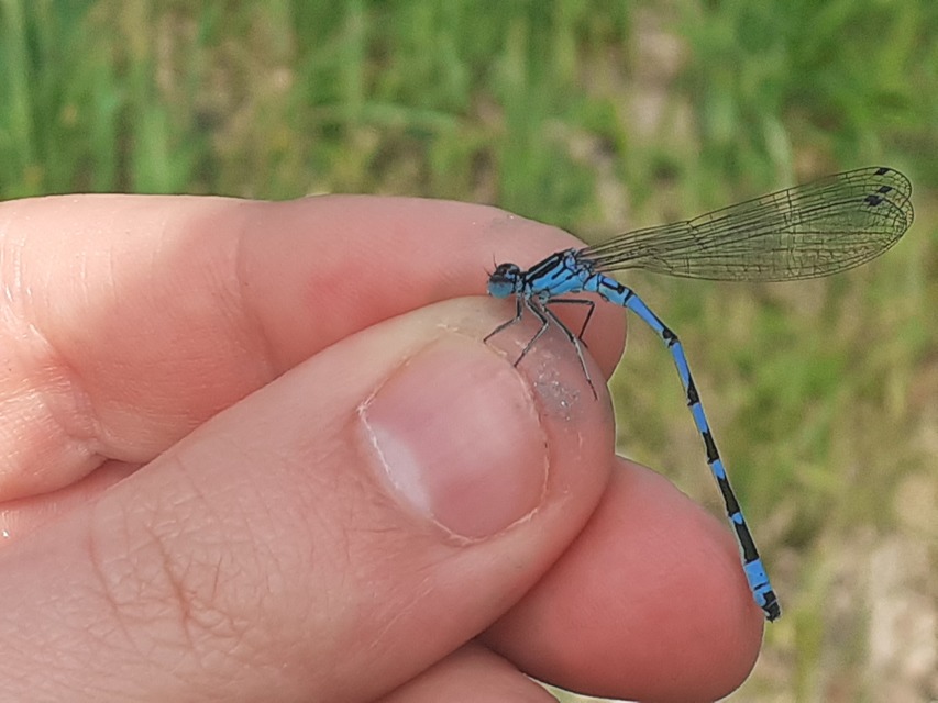 Coenagrion ornatum - díszes légivadász