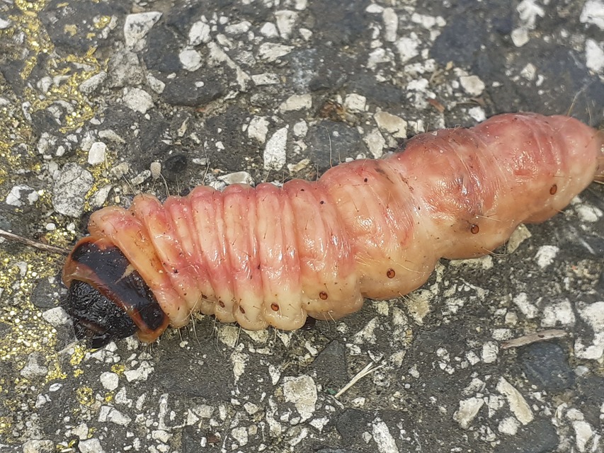 Cossus cossus - fűzfarontólepke